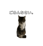 ねこのきもち。 (ちゃくら♀)（個別スタンプ：1）