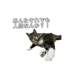 ねこのきもち。 (ちゃくら♀)（個別スタンプ：3）