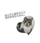 ねこのきもち。 (ちゃくら♀)（個別スタンプ：4）