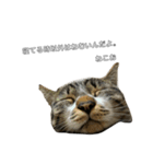 ねこのきもち。 (ちゃくら♀)（個別スタンプ：5）