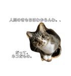 ねこのきもち。 (ちゃくら♀)（個別スタンプ：7）