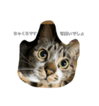 ねこのきもち。 (ちゃくら♀)（個別スタンプ：8）