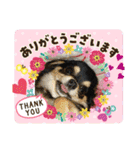 ニコちゃんとチーちゃんスタンプ（個別スタンプ：23）