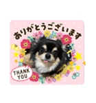 ニコちゃんとチーちゃんスタンプ（個別スタンプ：30）
