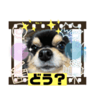 ニコちゃんとチーちゃんスタンプ（個別スタンプ：31）
