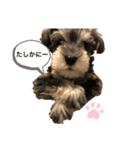 ミニチュアシュナウザーのJILLくん（個別スタンプ：4）