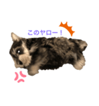 ミニチュアシュナウザーのJILLくん（個別スタンプ：7）