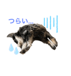 ミニチュアシュナウザーのJILLくん（個別スタンプ：8）