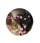 ちゃんまつスタンプ③（個別スタンプ：2）