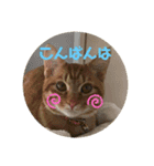 ちゃんまつスタンプ③（個別スタンプ：5）