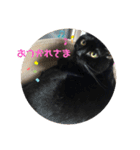 ちゃんまつスタンプ③（個別スタンプ：6）