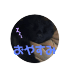 ちゃんまつスタンプ③（個別スタンプ：9）