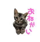 ベンガルmirko（個別スタンプ：2）