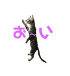 ベンガルmirko（個別スタンプ：3）