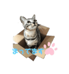 ベンガルmirko（個別スタンプ：5）