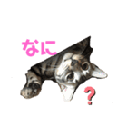 ベンガルmirko（個別スタンプ：9）