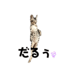 ベンガルmirko（個別スタンプ：13）