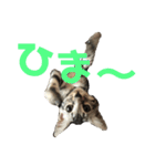 ベンガルmirko（個別スタンプ：16）