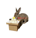 うちのらいち 日常編（個別スタンプ：3）