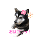 もここん（個別スタンプ：1）
