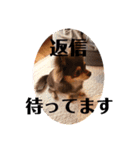 チワワ チョコタンのジジです（個別スタンプ：4）