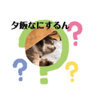 チワワ チョコタンのジジです（個別スタンプ：6）