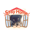 チワワ チョコタンのジジです（個別スタンプ：8）