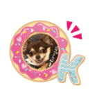 チワワ チョコタンのジジです（個別スタンプ：15）