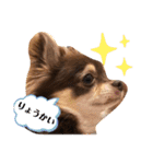 チワワ チョコタンのジジです（個別スタンプ：18）