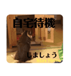 チワワ チョコタンのジジです（個別スタンプ：21）