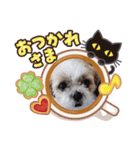 ちゃたろうzu（個別スタンプ：6）