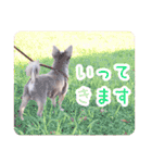 まいにちマーシュ（個別スタンプ：6）