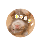 まいにちマーシュ（個別スタンプ：8）