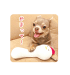 まいにちマーシュ（個別スタンプ：17）