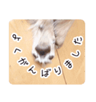 まいにちマーシュ（個別スタンプ：20）