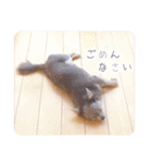 まいにちマーシュ（個別スタンプ：22）