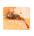まいにちマーシュ（個別スタンプ：27）