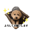 トイプードルのELF（個別スタンプ：7）
