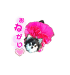 仲良し犬さん（個別スタンプ：1）