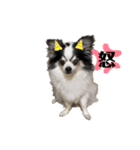 仲良し犬さん（個別スタンプ：2）