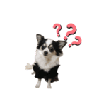 仲良し犬さん（個別スタンプ：3）
