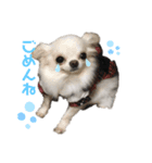 仲良し犬さん（個別スタンプ：5）