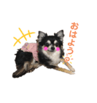 仲良し犬さん（個別スタンプ：6）