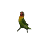 ボタンインコさん（個別スタンプ：2）