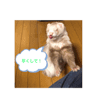 クゥーと小太郎（個別スタンプ：1）