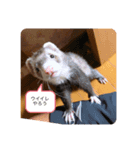 クゥーと小太郎（個別スタンプ：4）