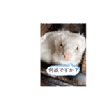クゥーと小太郎（個別スタンプ：5）