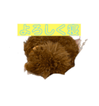 トイプードルアンズ4（個別スタンプ：1）