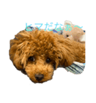 トイプードルアンズ4（個別スタンプ：6）