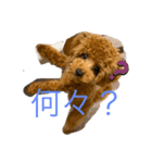 トイプードルアンズ4（個別スタンプ：10）